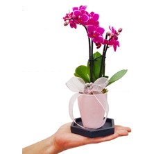 Çiçek Seli Pink Lovely Phalaenopsis Orkide & Mini Orkide Çiçeği Zarif Tasarım Hediye Anneye Sevgiliye