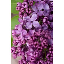 Doğaşık 20 cm Leylak Fidanı: Bahçenizi Baharla Buluşturun