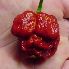 Trinidad Moruga Akrebi Biber Kurutulmuş Biberin Kendisini Gönderiyoruz  +1 Adet ( Trinidad Moruga Scorpion )