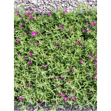 Serada Decor Plant Acem Halısı Mezem Çiçeği 12 Adet Viyolde Yer Örtücü Bahçe Peyzaj Çiçeği