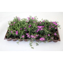 Serada Decor Plant Yer Örtücü Mezem Acem Halısı Çiçeği 20 Adet Viyolde Peyzaj Bitkisi Mezar Üstü Çiçeği