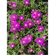 Serada Decor Plant Yer Örtücü Acem Halısı Çiçeği 3 Adet Mezem Çiçeği Peyzaz Bitkisi