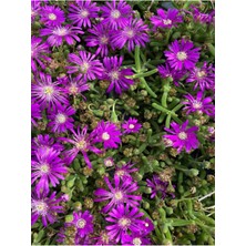 Serada Decor Plant Mezem Yer Örtücü Acem Halısı Çiçeği Mezarlık Üstüne Uygun 3 Adet Bahçe Peyzaj Seti