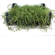 Serada Decor Plant Yer Örtücü Mezem Çiçeği 20 Adet Viyolde Peyzaj Bitkisi Mezar Üstü Çiçeği