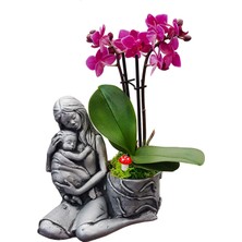 Çiçek Seli Statue Grey Serisi Phalaenopsis Orkide & Anne Çoçuk Saksıda Orkide Çiçeği Anneye Canlı Bitki