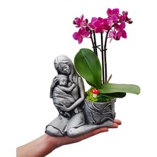 Çiçek Seli Statue Grey Serisi Phalaenopsis Orkide & Anne Çoçuk Saksıda Orkide Çiçeği Anneye Canlı Bitki