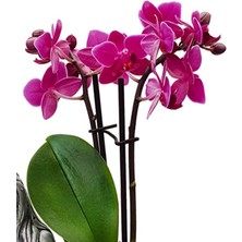 Çiçek Seli Statue Grey Serisi Phalaenopsis Orkide & Anne Çoçuk Saksıda Orkide Çiçeği Anneye Canlı Bitki