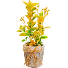 Çiçek Seli Golden Euonymus Bonsai Altın Ağacı & Canlı Bitki Taflan Hediye Çiçek Salon Cicegi Dekoratif Cicek