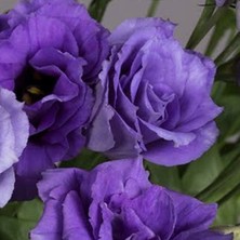 Tacir Depo Katmerli Herous Lisianthus Çiçeği Fidesi (10 Adet)