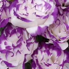 Tacir Depo Katmerli S.Blue Picotee Lisianthus Çiçeği Fidesi (3 Adet)