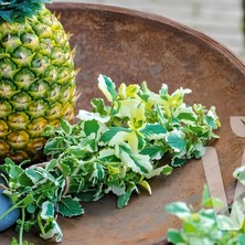 Tacir Depo Saksılık Geniş Yapraklı Pinedo Ananas Kokulu Nane Fidesi (2 Adet)