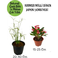 Serada Decor Plant Japon Şemsiyesi 1 Adet Saksılı+Kırmızı Milii Dikenler Tacı1 Adet Saksılı Salon Bitkisi