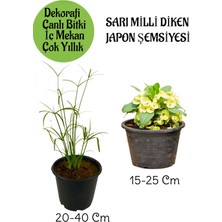 Serada Decor Plant Japon Şemsiyesi 1 Adet Saksılı+ Sarı Milii Dikenler Tacı1 Adet Saksılı Salon Bitkisi