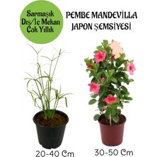 Serada Decor Plant Japon Şemsiyesi 1 Adet Saksılı+Pembe Mandevilla Çiçeği 1 Adet Saksılı Salon Seti