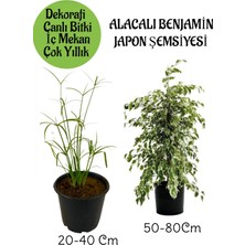 Serada Decor Plant Japon Şemsiyesi 1 Adet Saksılı+ Alacalı Benjamin Bitkisi 1 Adet Saksılı Salon Bitkisi