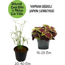 Serada Decor Plant Japon Şemsiyesi 1 Adet Saksılı+ Yaprak Güzeli Çiçeği 1 Adet Saksılı Salon Bitkisi