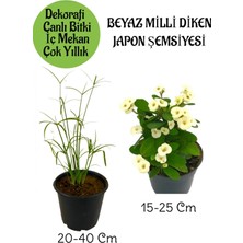 Serada Decor Plant Japon Şemsiyesi 1 Adet Saksılı+Beyaz Milii Dikenler Tacı1 Adet Saksılı Salon Bitkisi