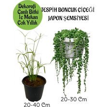Serada Decor Plant Japon Şemsiyesi 1 Adet Saksılı+Tespih Boncuk Çiçeği 1 Adet Saksılı Salon Seti