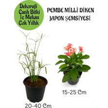 Serada Decor Plant Japon Şemsiyesi 1 Adet Saksılı+Pembe Milii Dikenler Tacı1 Adet Saksılı Salon Bitkisi