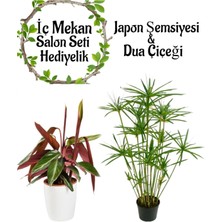 Serada Decor Plant Japon Şemsiyesi (40-60CM)1 Adet Saksılı+Pembe Dua Çiçeği 1 Adet Saksılı Salon Seti