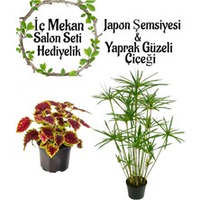 Serada Decor Plant Japon Şemsiyesi (40-60CM)1 Adet Saksılı+Yaprak Güzeli Çiçeği 1 Adet Saksılı Salon Seti