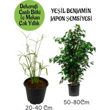 Serada Decor Plant Japon Şemsiyesi 1 Adet Saksılı+ Yeşil Benjamin Bitkisi 1 Adet Saksılı Salon Bitkisi