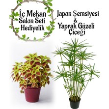 Serada Decor Plant Japon Şemsiyesi (40-60 cm) 1 Adet Saksılı+Formlu Yaprak Güzeli Çiçeği 1 Adet Saksılı