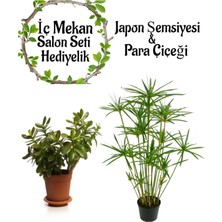 Serada Decor Plant Japon Şemsiyesi(40-60)Cm 1 Adet Saksılı+ Para Çiçeği Bitkisi1 Adet Saksılı