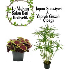 Serada Decor Plant Japon Şemsiyesi(40-60)Cm 1 Adet Saksılı+Dolgun Yaprak Güzeli Çiçeği1 Adet Saksılı