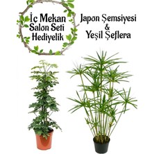 Serada Decor Plant Japon Şemsiyesi(40-60)Cm 1 Adet Saksılı+Yeşil Şeflera Bitkisi (40-60CM)1 Adet Saksılı