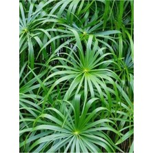 Serada Decor Plant Salon Bitkisi Japon Şemsiyesi 1 Adet Saksılı 50-60CM (Cyperus Alternifolius)
