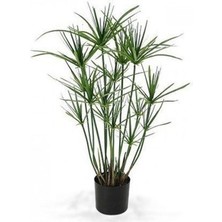 Serada Decor Plant Parlak Yapraklı Japon Şemsiyesi Bitkisi 1 Adet Saksılı 40-60 cm (Cyperus Alternifolius)