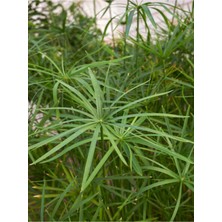 Serada Decor Plant Parlak Yapraklı Japon Şemsiyesi Bitkisi 1 Adet Saksılı 40-60 cm (Cyperus Alternifolius)