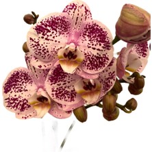 Betonish - Phalaenopsis 'Sorano' (Pembe Orkide)