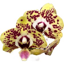 Betonish - Phalaenopsis 'Orient Express' (Sarı Orkide)