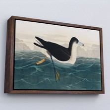 Harita Sepeti Çerçeveli Robert Havell, John James Audubon Esmer Kuş TABLOSU-7034