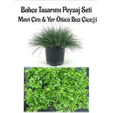 Serada Decor Plant Mavi Çim 1 Adet Saksılı (10-20CM)+BUZ Çiçeği 20 Adet Bahçe Seti
