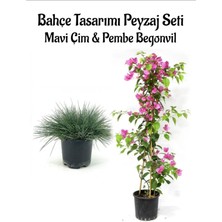 Serada Decor Plant Mavi Çim 1 Adet Saksılı (10-20CM)+PEMBE BEGONVIL(60-80CM) 1 Adet Bahçe Seti