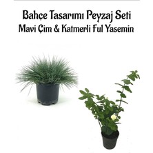 Serada Decor Plant Mavi Çim 1 Adet Saksılı (10-20CM)+KATMERLI Ful YASEMIN(30-60CM) 1 Adet Bahçe Seti