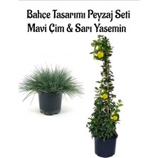 Serada Decor Plant Mavi Çim 1 Adet Saksılı (10-20CM)+SARI YASEMIN(30-60CM) 1 Adet Bahçe Seti