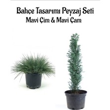 Bitkim Sende Mavi Çim 1 Adet Saksılı (10-20CM)+MAVI Çam AĞACI(30-60CM) Bahçe Seti