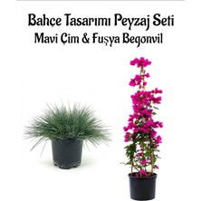 Serada Decor Plant Mavi Çim 1 Adet Saksılı (10-20 cm)+Fuşya Begonvıl (40-80 cm) Bahçe Seti