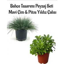 Serada Decor Plant Mavi Çim 1 Adet Saksılı (10-20 cm)+Pıtos Yıldız Çalısı (20-40 cm) 1 Adet Bahçe Seti