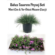 Serada Decor Plant Mavi Çim 1 Adet Saksılı (10-20CM)+MEZEM Çiçeği 10 Adet Bahçe Seti