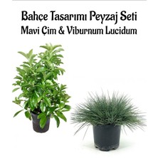 Serada Decor Plant Mavi Çim 1 Adet Saksılı (10-20CM)+KARTOPU VIBURNUM(30-60CM) 1ADET Bahçe Seti