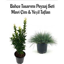 Serada Decor Plant Mavi Çim 1 Adet Saksılı (10-20CM)+YEŞIL TAFLAN(20-40CM) 1ADET Bahçe Seti