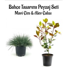 Serada Decor Plant Mavi Çim 1 Adet Saksılı (10-20CM)+ALEV ÇALISI(30-60CM) 1 Adet Bahçe Seti