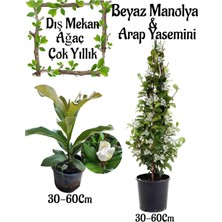 Serada Decor Plant Kokulu Manolya Ağacı 1 Adet Saksılı+Arapa Yasemini 1 Adet Saksılı Bahçe Seti