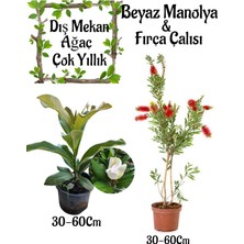 Serada Decor Plant Kokulu Manolya Ağacı 1 Adet Saksılı+Fırça Çalısı 1 Adet Saksılı Bahçe Seti