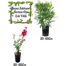 Serada Decor Plant Beyaz Zakkum Çiçeği 1 Adet+ Kırmızı Oya Ağacı 1 Adet Saksılı Bahçe Seti